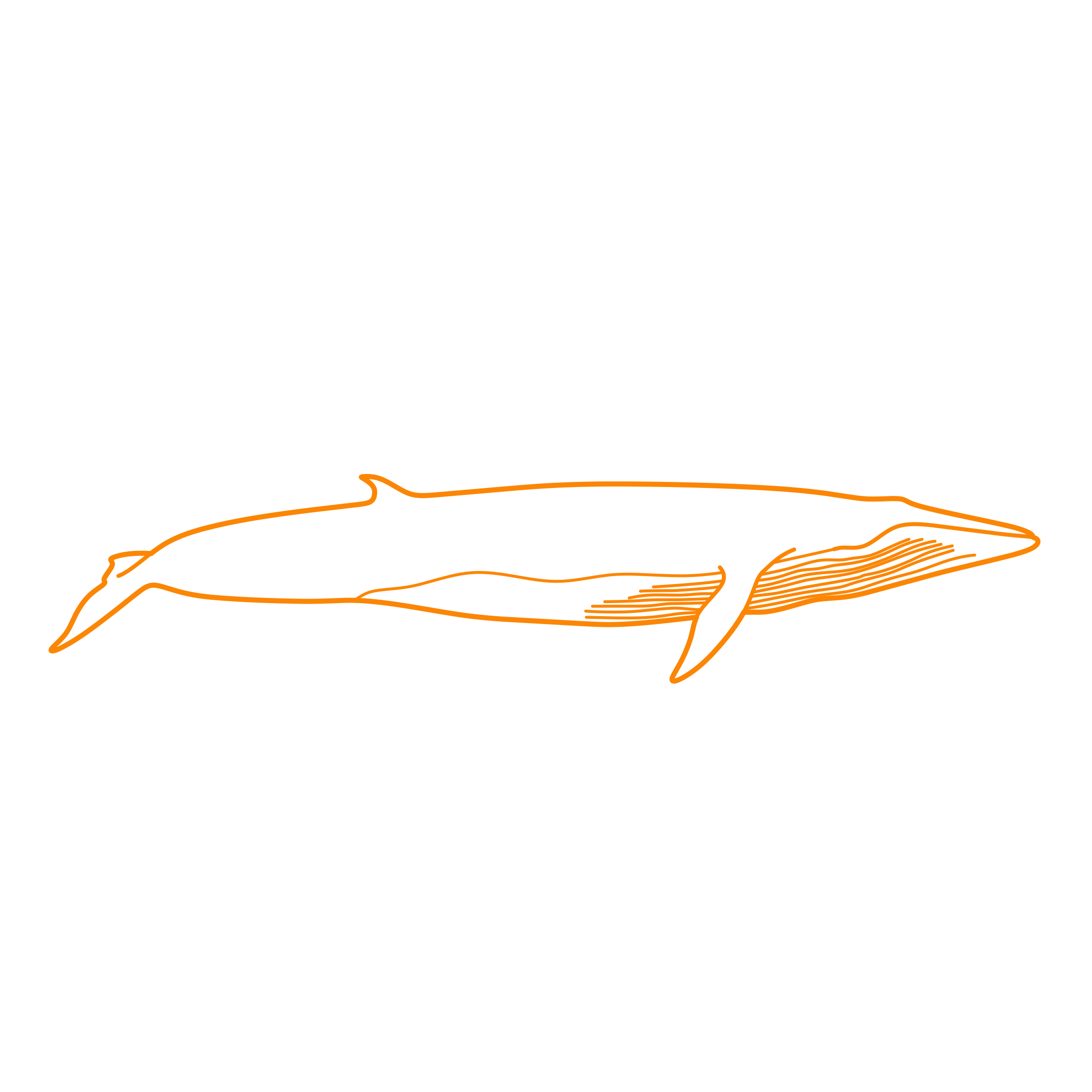 Animals Baleen Whales Brydes Whale Line Art Illustration Svg Free Vectors